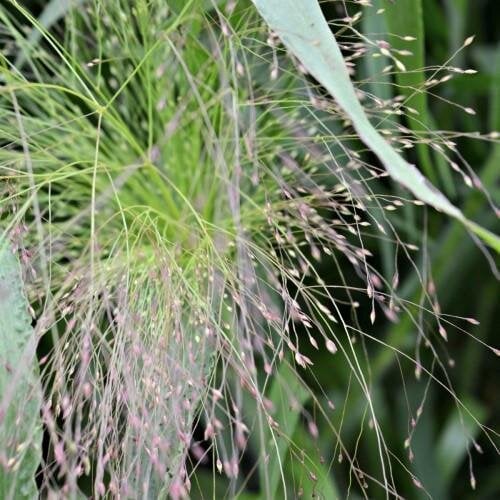 Семена цветов Просо Frosted Explosion Panicum capillare PanAmerican 100 шт. (BN05469)