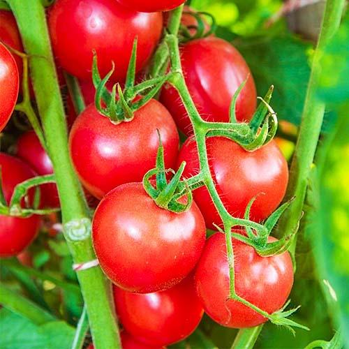 Семена Томат Florium Річі F1 (4891)