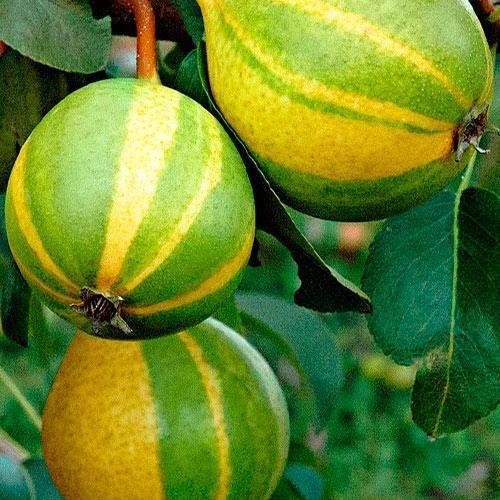 Сажанец Азиатская груша зеленая с бронзово-коричневыми полосками Тропический остров Tropical island премиальный очень сочный сорт (48916)