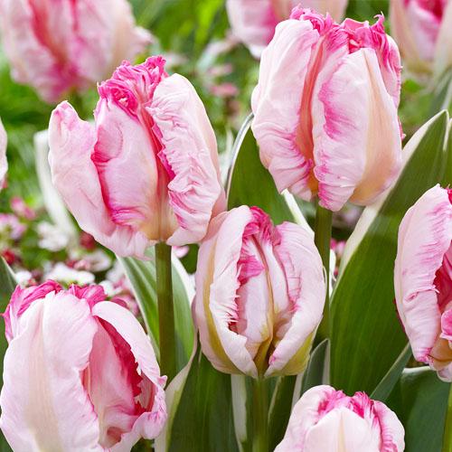 Тюльпан Florium Parrot Pinkvision (19480)