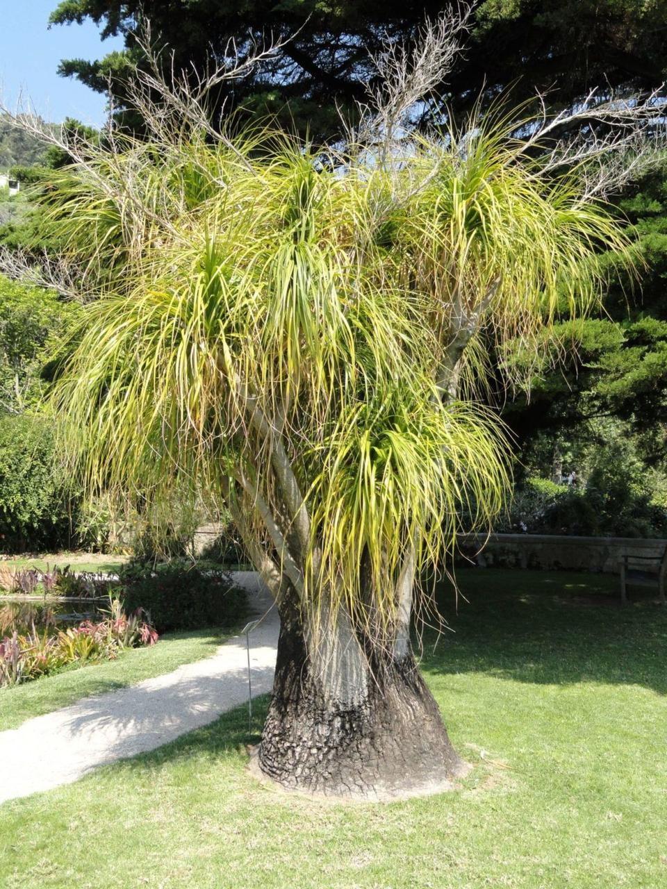 Насіння Ноліна витончена Beaucarnea gracilis 3 шт. (2178661805) - фото 2