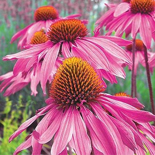 Насіння Ехінацея пурпурова Старлайт Florium Насіння Ехінацея пурпурова Старлайт Florium