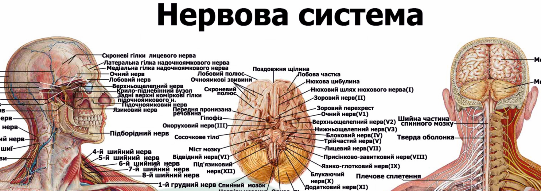 Анатомічний плакат Нервова система 67x86 см (0002) - фото 2