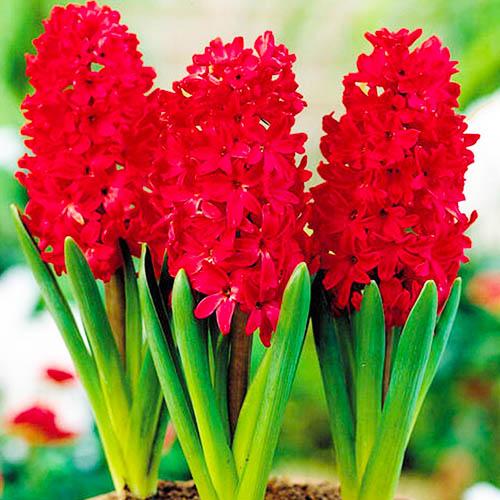 Гіацинт Florium Red Glory (18241)