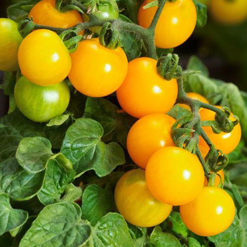 Семена Томат Florium черрі Голдвін F1 (15858)