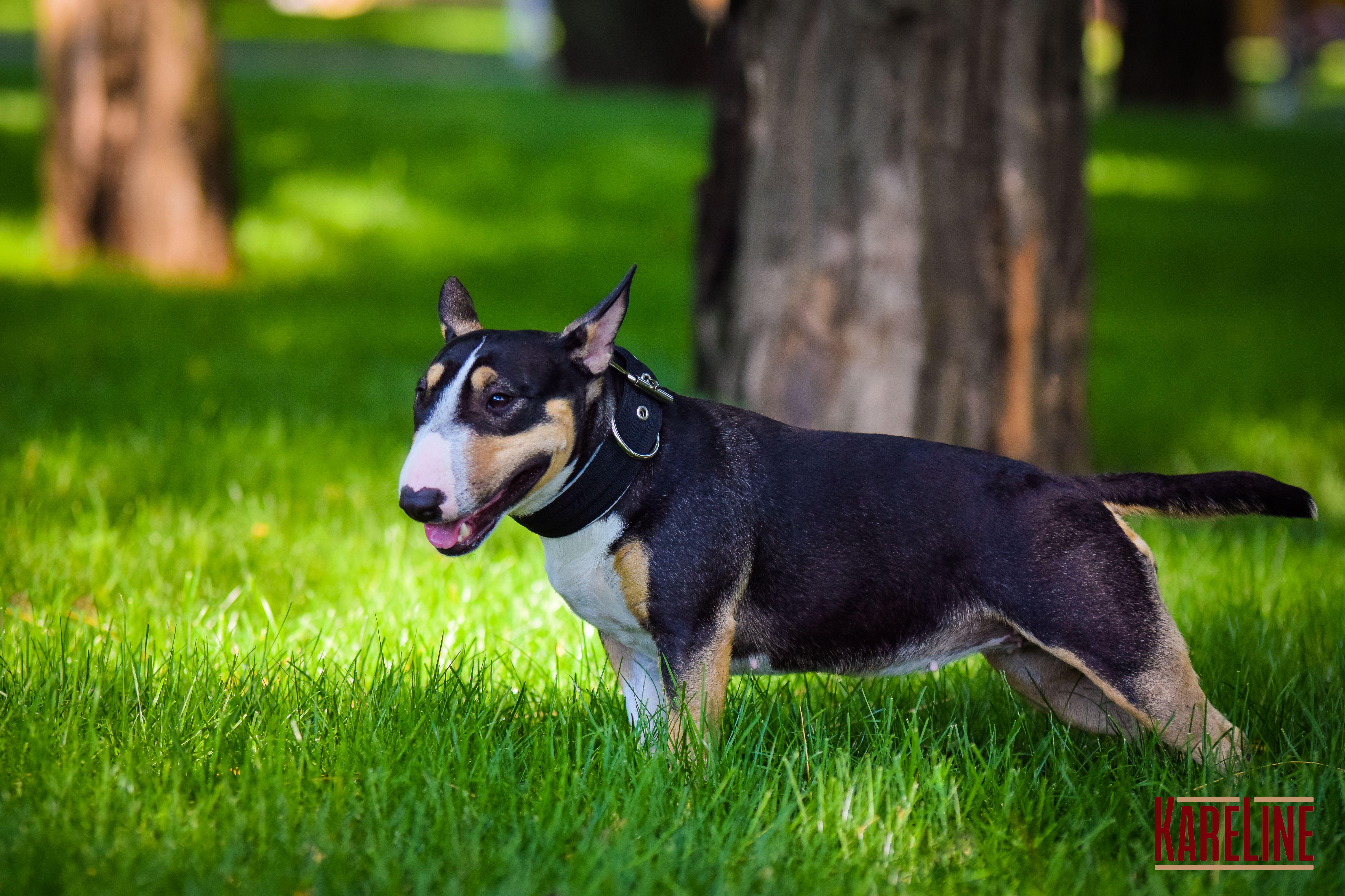 Ошейник KareLine усиленный нейлоновый со светоотражающим кантом 40 мм 300-380 мм Черный (0952/1) - фото 2 Ошейник KareLine усиленный нейлоновый со светоотражающим кантом 40 мм 300-380 мм Черный (0952/1) - фото 2