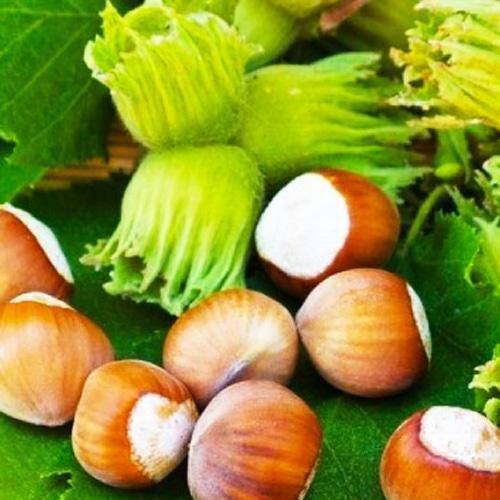 Саджанець Фундук In vitro «Ланге Ранньостиглий» італійський високоврожайний ранній сорт (61752) Саджанець Фундук In vitro «Ланге Ранньостиглий» італійський високоврожайний ранній сорт (61752)