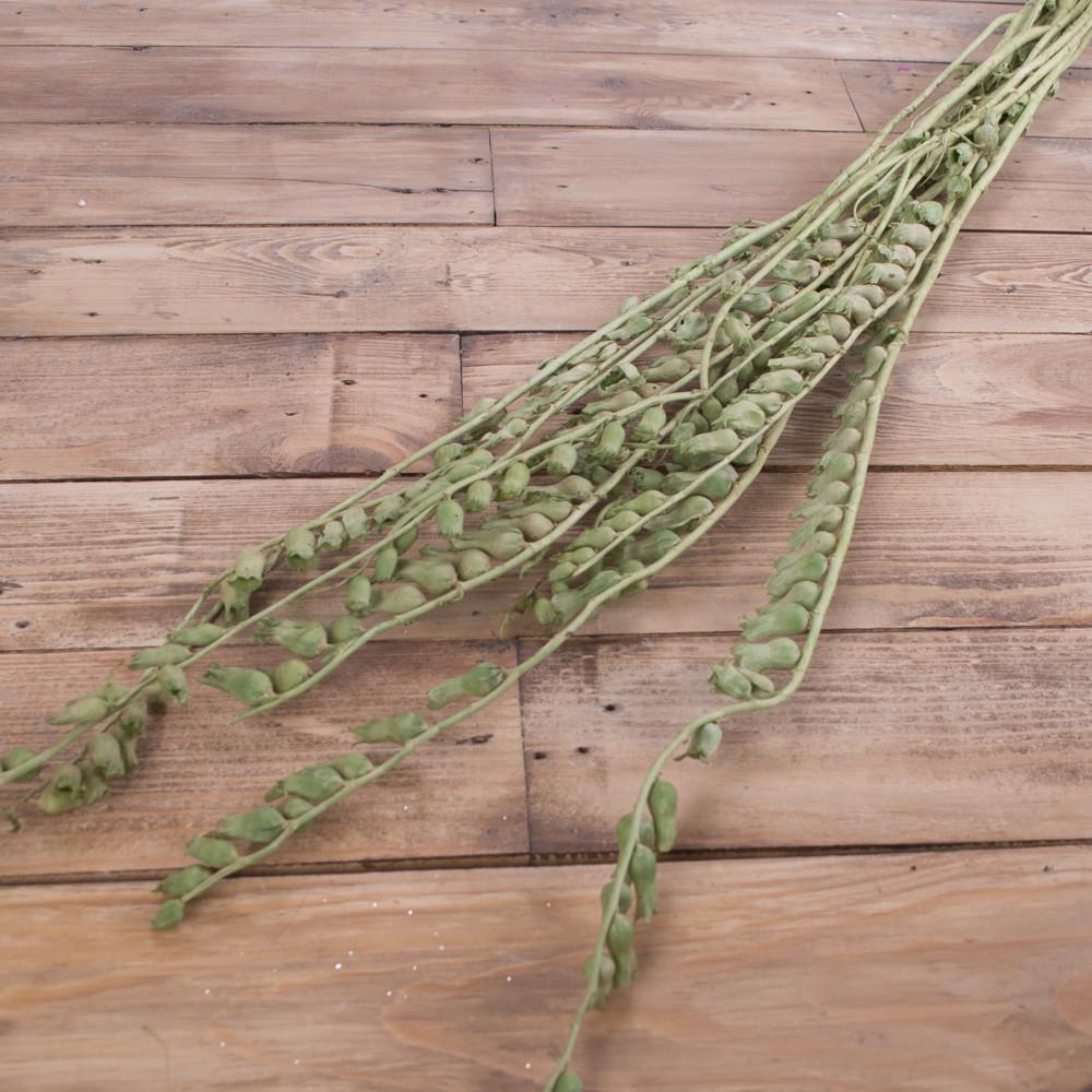 Сухоцвет колокольчик Зеленый (2189-4)