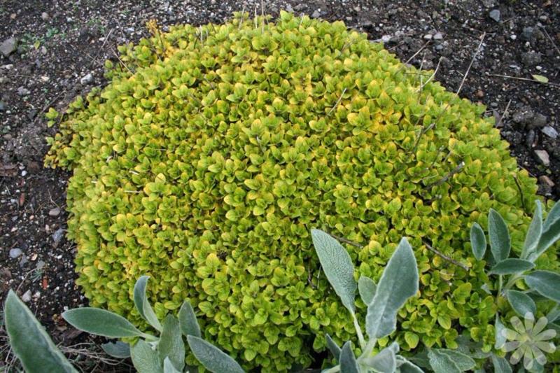 Растение уличное Душица Ауреа Материнка Ауреа Р9 (2-46)