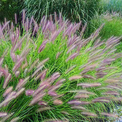 Пеннісетум Florium Redhead (11478) Пеннісетум Florium Redhead (11478)