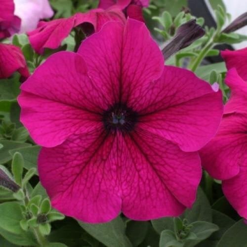 Семена цветов Floranova Петуния крупноцветковая Prism Ruby 10 шт. (BN08654-4)