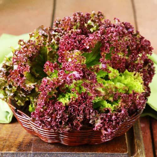 Семена Салат Florium Американ Браун (7825)