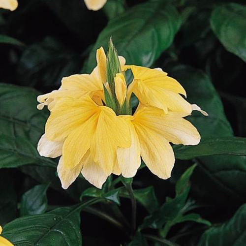 Семена цветов Кроссандра TROPIC YELLOW SPLASH PanAmerican 100 шт. (BN00796-2)
