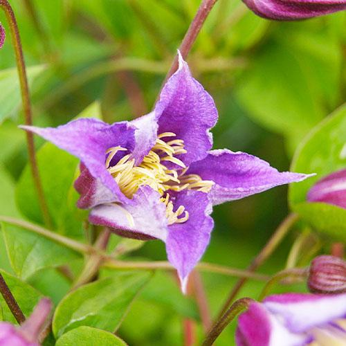 Клематіс Prince William Florium