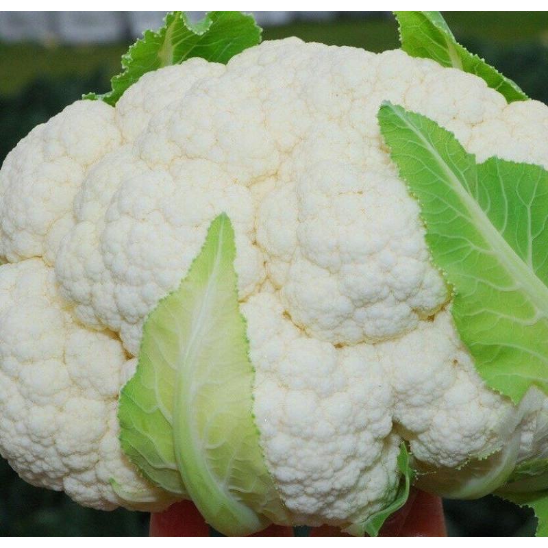 Семена Капуста Цветная Clause BRIGANTINE F1 2 500 шт. (1991304218)