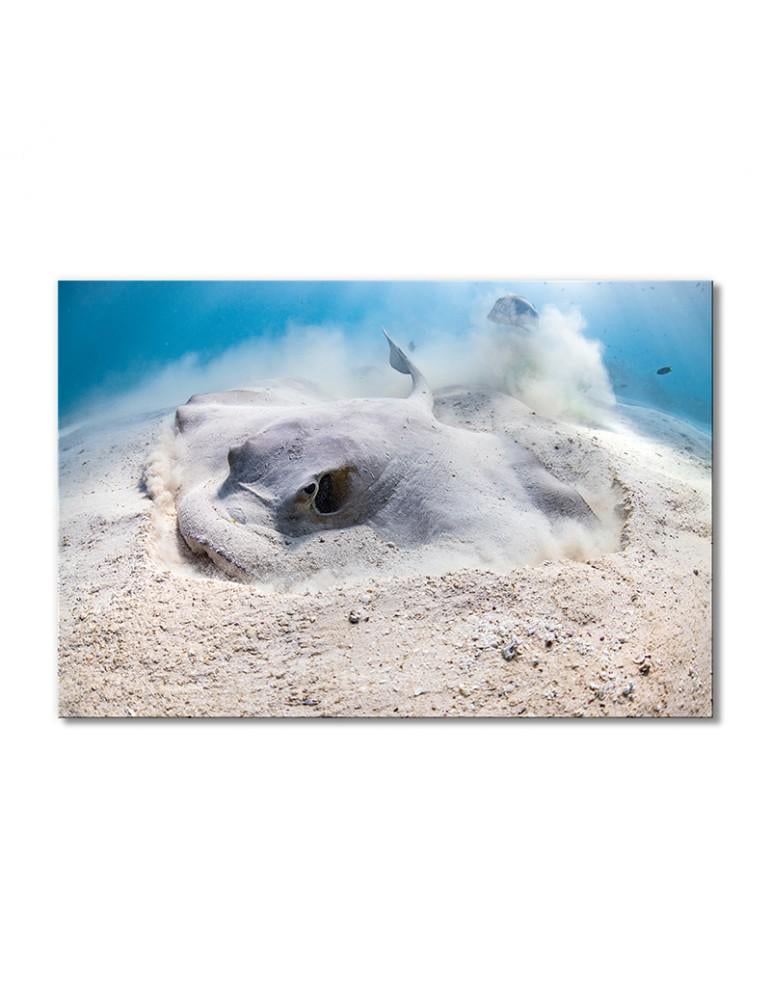 Картина модульная Скат в песке 1 модуль 50x75 см (093605Zhivotnye)