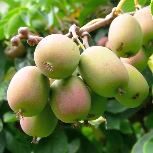 Саджанець актинідії Байєрн Ківі Жіноча горщик 2л (2089037815)