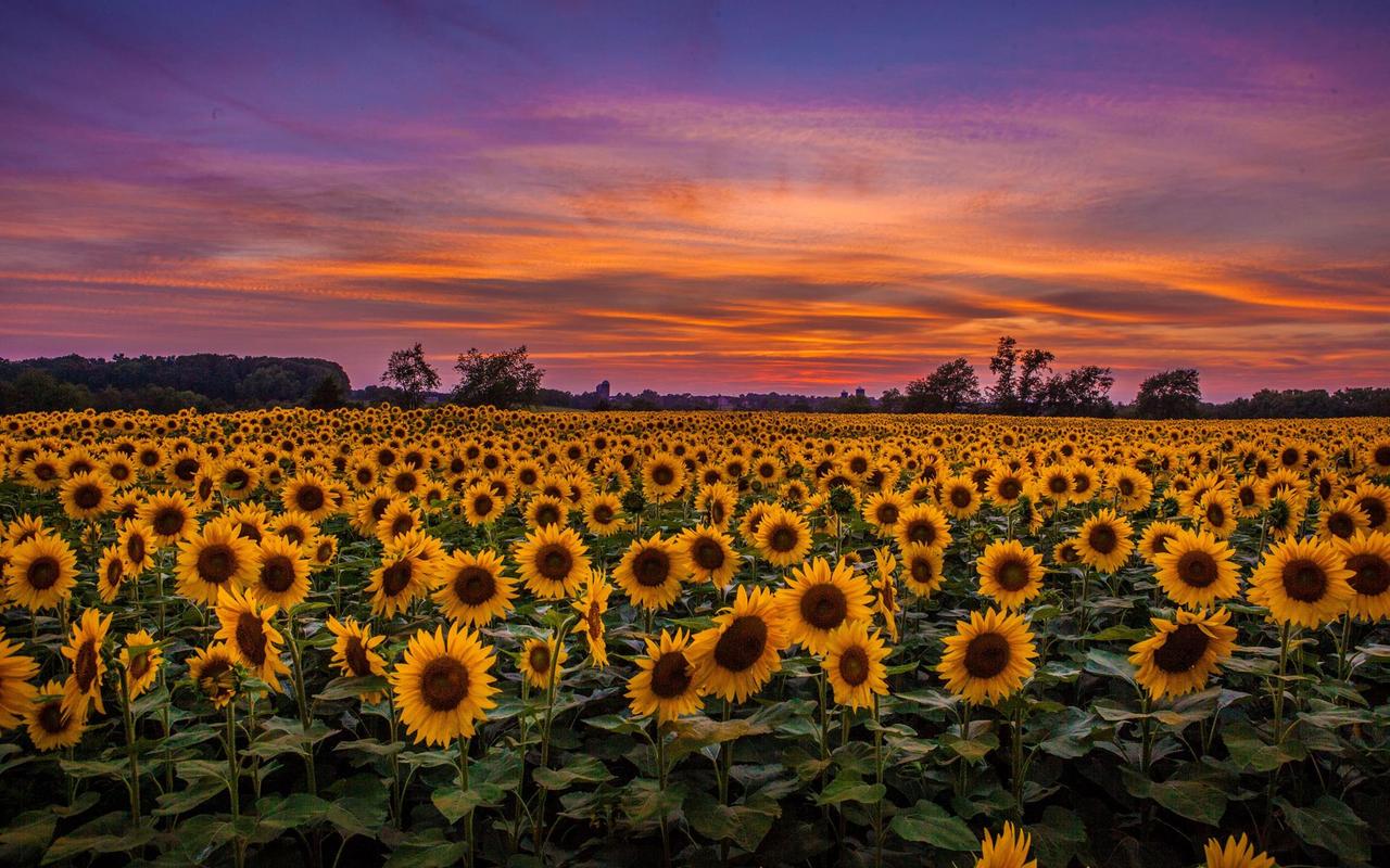 Картина на холсте Подсолнухи 40x30 см (PR360)