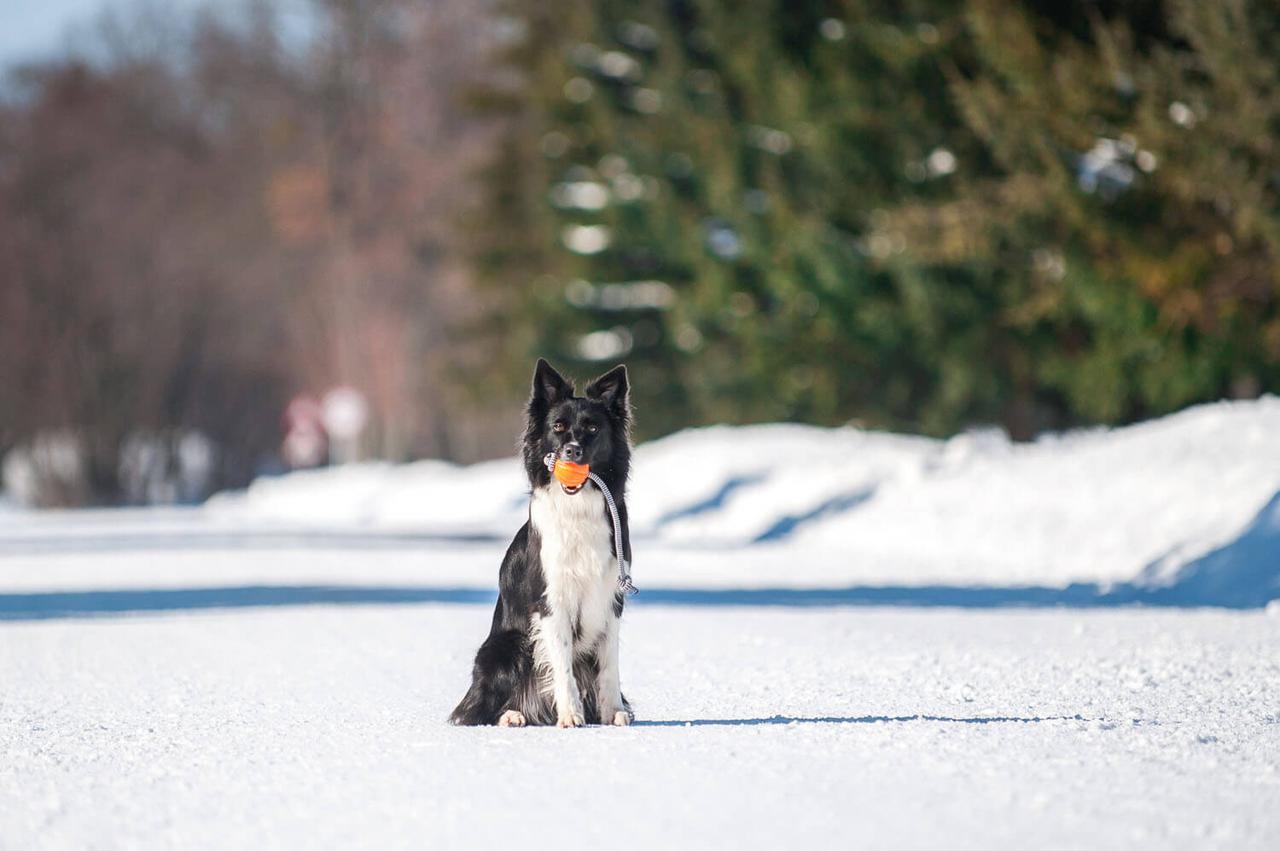 Игрушка для собак мелких и средних пород Liker Cord 7 Мячик со шнурком (6296) - фото 4 Игрушка для собак мелких и средних пород Liker Cord 7 Мячик со шнурком (6296) - фото 4