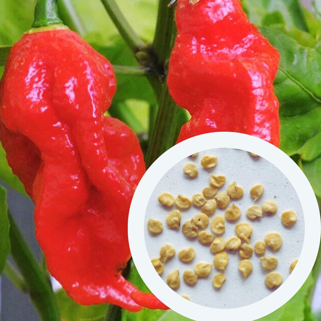 Насіння Перець гострий Bhut Jolokia red 10 шт. Бхут Джолокія червоний суперхот - фото 3 Насіння Перець гострий Bhut Jolokia red 10 шт. Бхут Джолокія червоний суперхот - фото 3