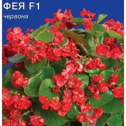 Семена цветов Бегония Фея красная F1 GL Seeds 10 шт. (GL-1659)