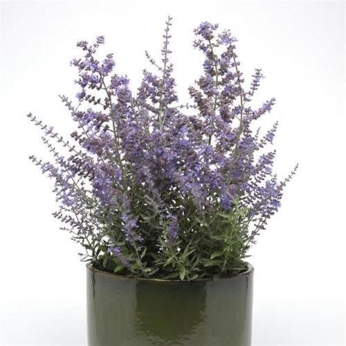 Семена цветов Перовские Bluesette Kieft Seed 25 шт. (BN12234-3)