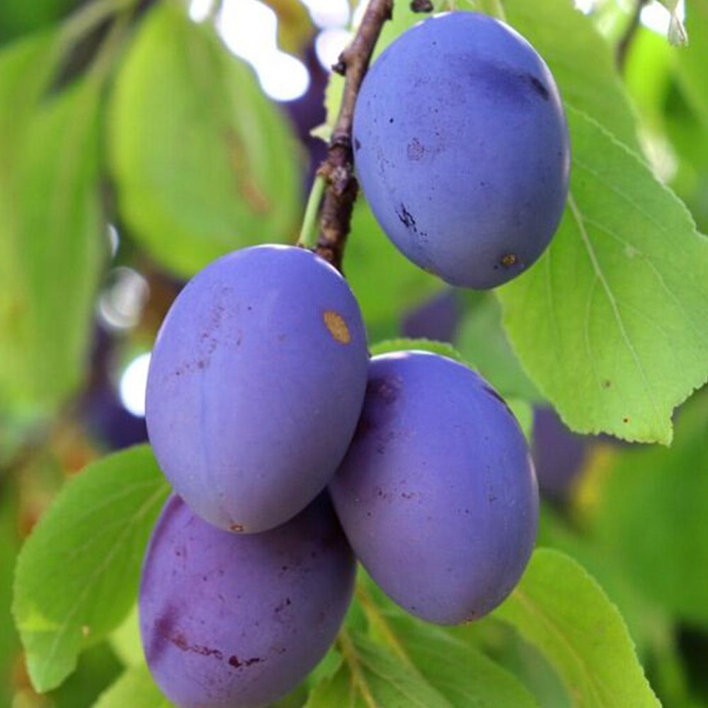 Саженец сливы Поздняя Храмовая 2 летний (14965909)