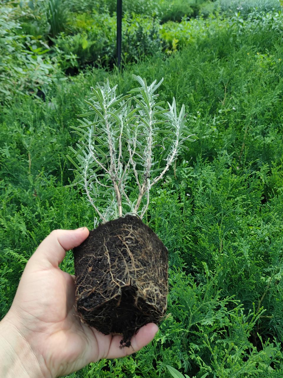 Саженцы Lavandula angustifolia лаванды узколистной в горшке 0,5 л - фото 4