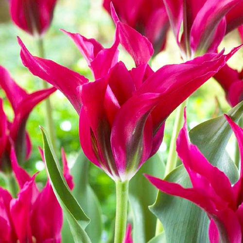 Тюльпан Florium Doll's Minuet (3570) Тюльпан Florium Doll's Minuet (3570)