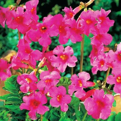 Инкарвиллея Florium delavayi (3238)