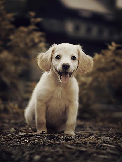 Плед Little labrador плюш двухслойный 135х150 см (113446-2) - фото 2