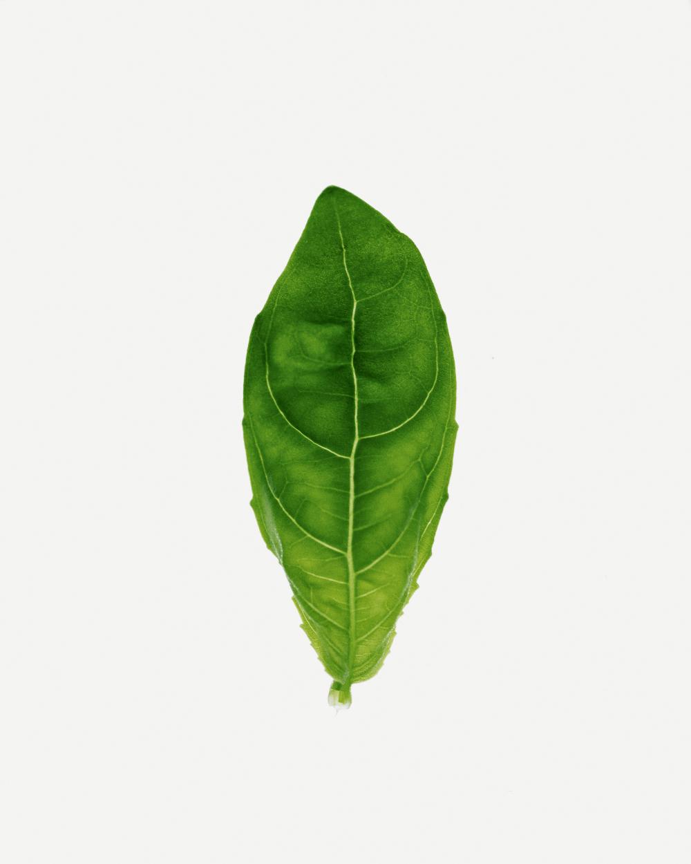 Санітайзер sense.education.care Базилік 50 мл (SA50CU) - фото 2 Санітайзер sense.education.care Базилік 50 мл (SA50CU) - фото 2