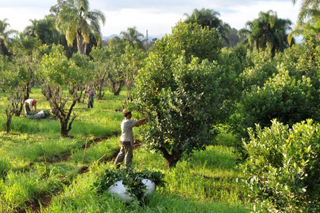 Чай мате Yerba Mate Selecta Jengibre/Limón Y Miel 500 г - фото 5 Чай мате Yerba Mate Selecta Jengibre/Limón Y Miel 500 г - фото 5