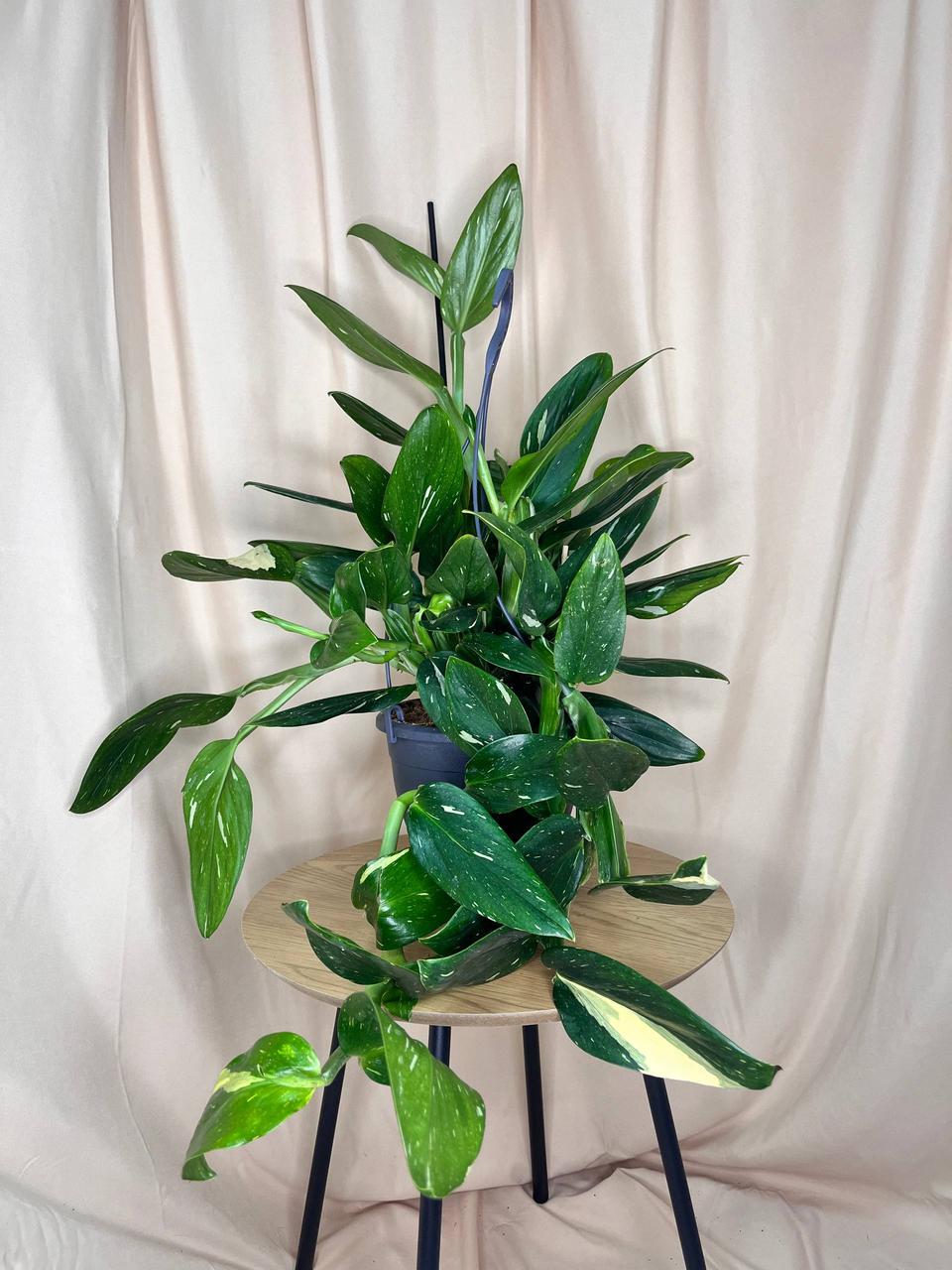 Филодендрон Кобра 19/60 см (2698850867) Филодендрон Кобра 19/60 см (2698850867)