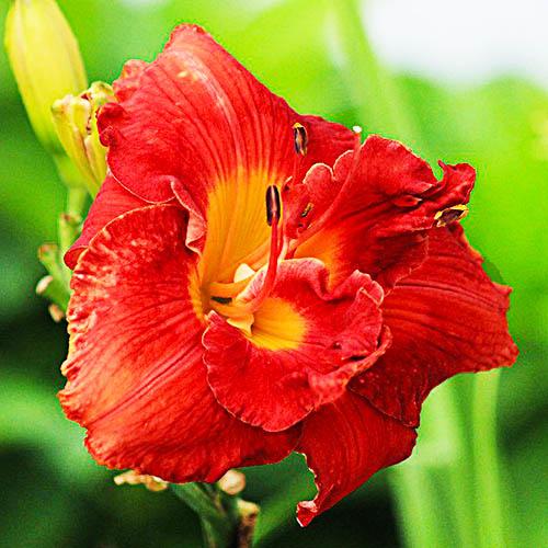 Лилейник Florium Moses Fire (12936)
