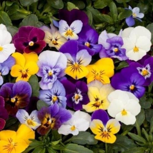 Семена цветов Виола рогатая Floranova Bel Viso Formula Mix 50 шт. (BN08048-3)