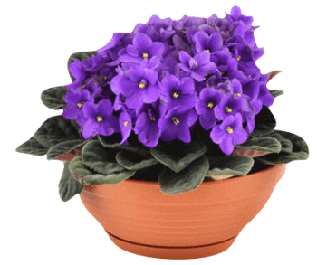 Удобрение AGROVASTIN для сенполии органическое гуминовое/стимулятор роста и цветения 1 л (25470825) - фото 2 Удобрение AGROVASTIN для сенполии органическое гуминовое/стимулятор роста и цветения 1 л (25470825) - фото 2