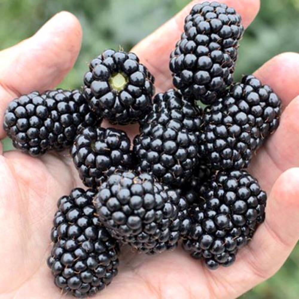 Саджанець ожини Лох-Несс (2085806773)