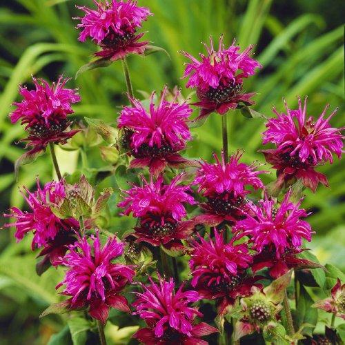 Монарда Scorpion Florium (12743) Монарда Scorpion Florium (12743)