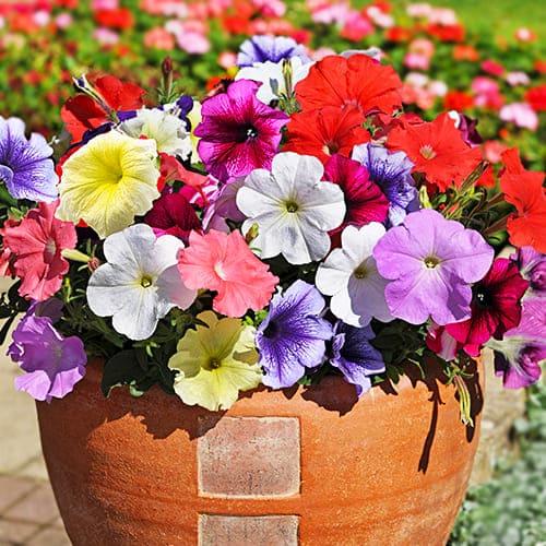 Семена Петуния Florium Ламбада F1 смесь (6173)