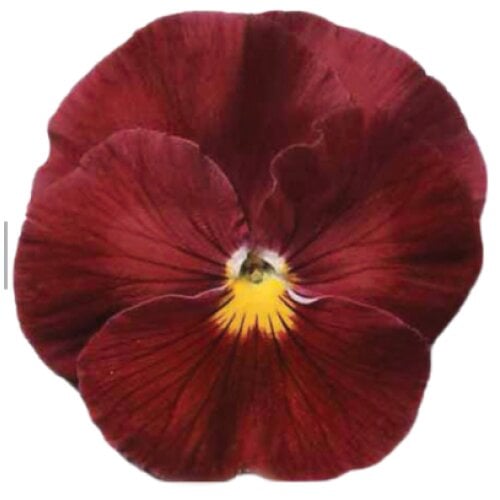 Семена цветов Виола Premier Deep Rose Sakata 250 шт. (BN10947-2)