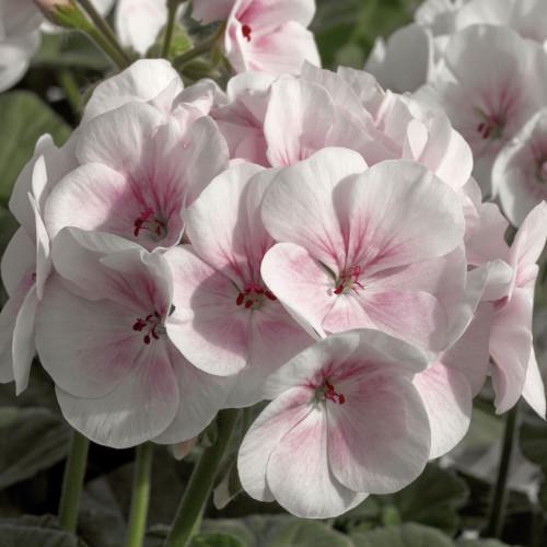 Семена цветов Syngenta Пеларгония садовая Maverick Appleblossom 250 шт. (BN01633-2)