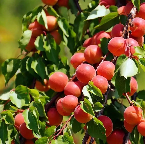 Саджанець абрикоса Перле Кот Середньостиглий сорт (2075144214)