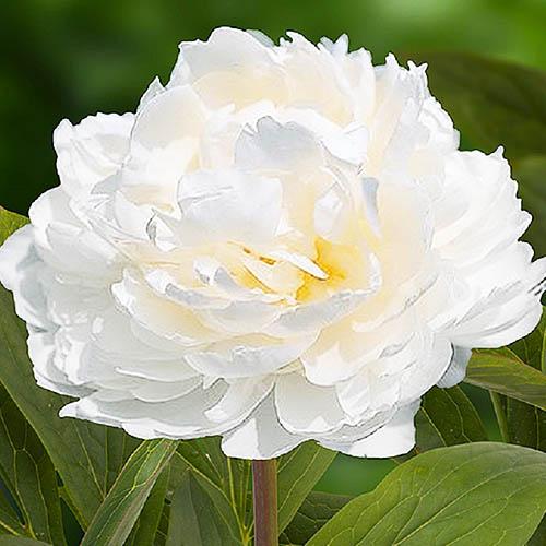 Пион Florium White Ivory (16234)