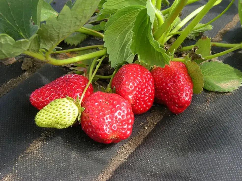 Агроволокно с перфорацией Shadow 50 г/м2 1,07x100 м 2 отверстия Черно-белый (27343186) - фото 2 Агроволокно с перфорацией Shadow 50 г/м2 1,07x100 м 2 отверстия Черно-белый (27343186) - фото 2