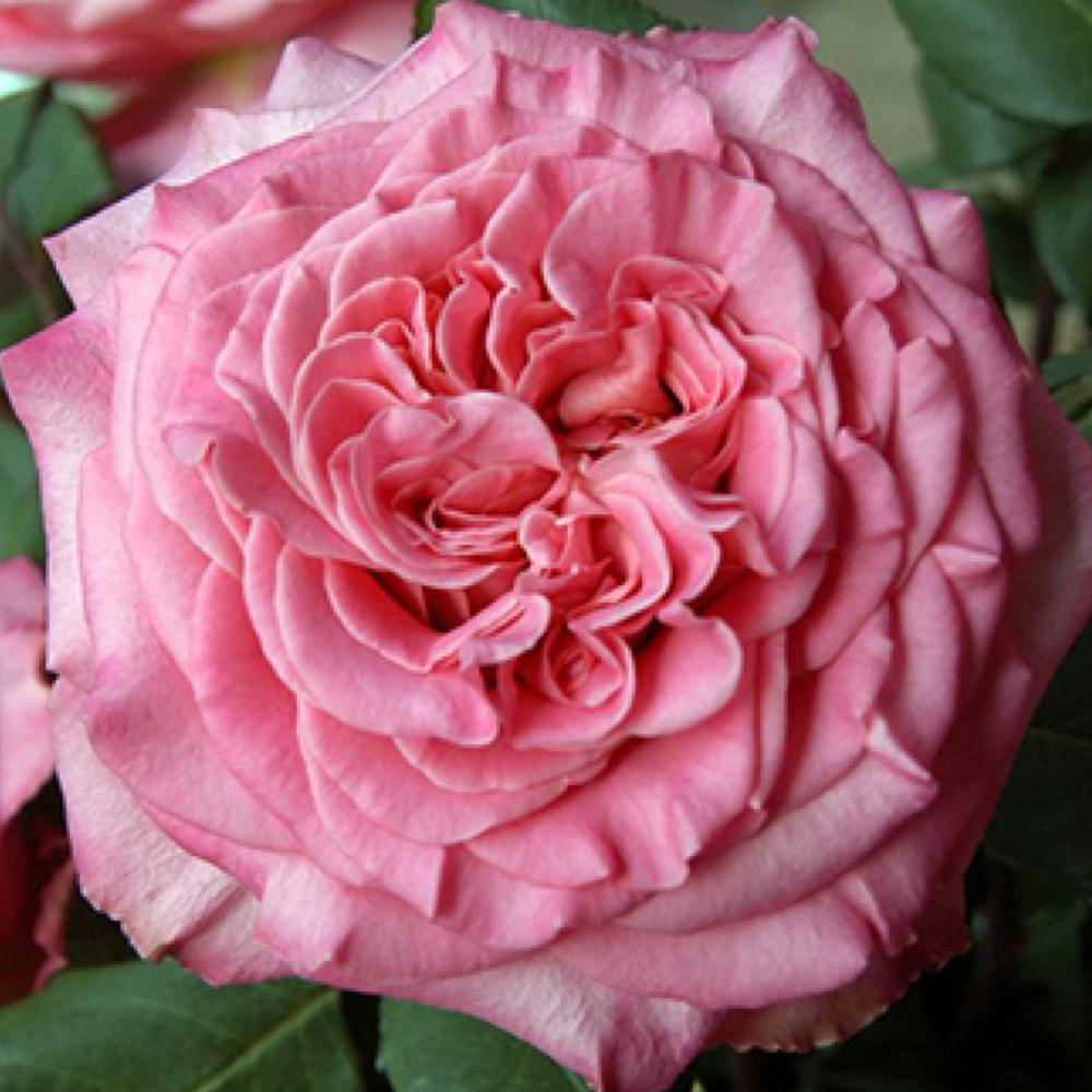 Саджанець чайно гібридних троянд Ешлі (14965334)