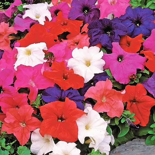 Семена Петуния Лимбо Florium смесь