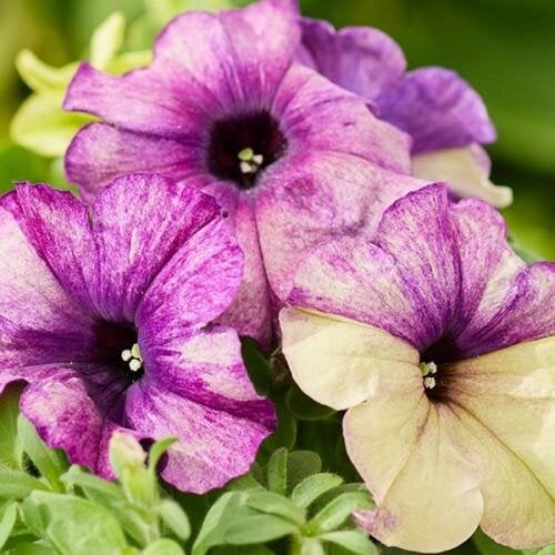 Семена цветов Петуния многоцветковая Shake Blueberry Hem Genetics 10 шт. (BN12769-4)