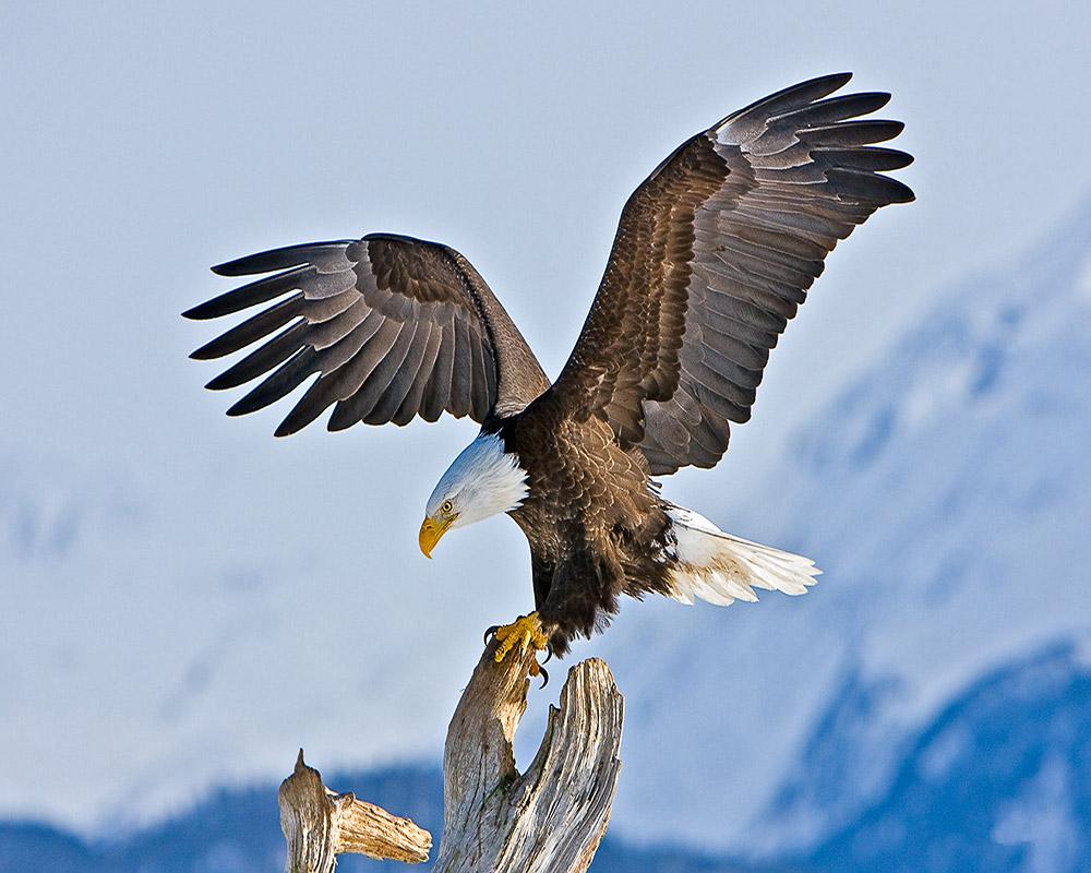 Алмазная мозаика Strateg Горный орел на подрамнике 50x40 см (20517)