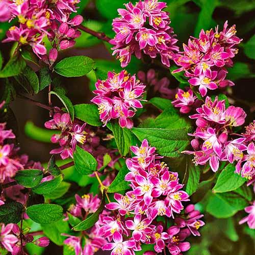 Дейция Florium Strawberry Fields (4088)